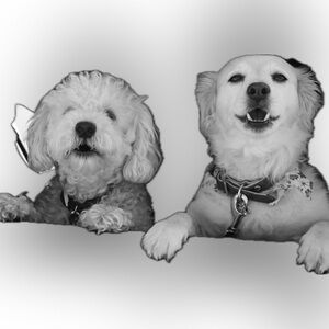 U BUY WE BARK!!!! Chic Black and Cream Patterned Scarf